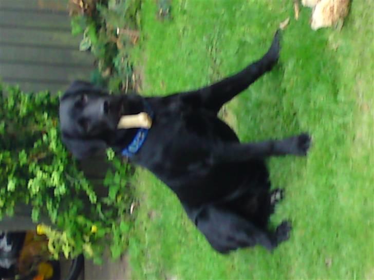 Labrador retriever Chiko billede 7