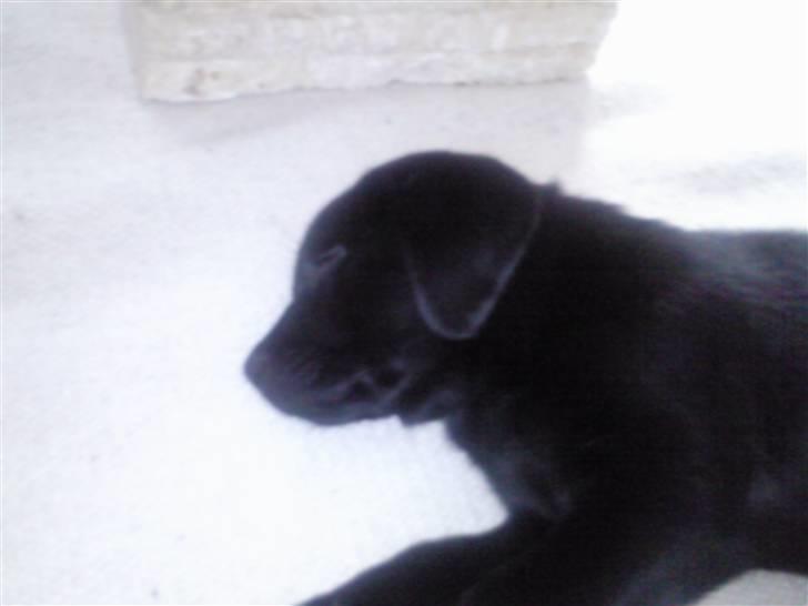 Labrador retriever Chiko billede 8