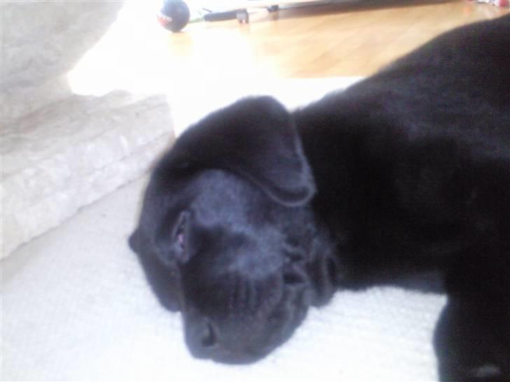 Labrador retriever Chiko billede 9