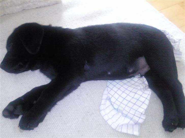 Labrador retriever Chiko billede 10