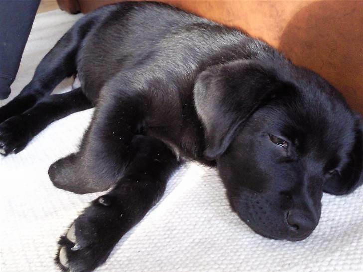 Labrador retriever Chiko billede 11