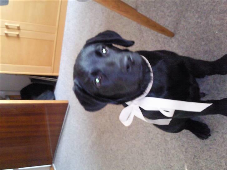Labrador retriever Chiko billede 12