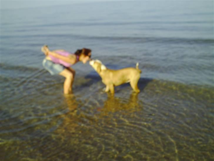 Amerikansk bulldog Cocoe - Coco og mig kysser. billede 15