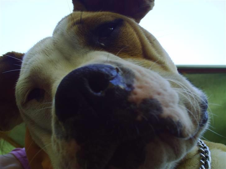 Amerikansk bulldog Cocoe billede 16