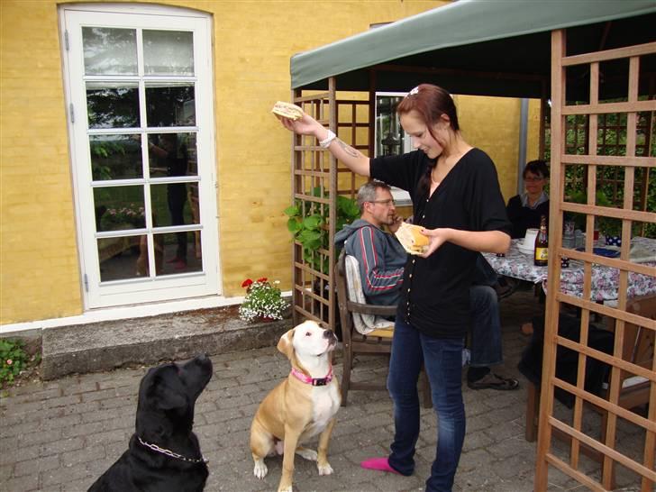 Amerikansk bulldog Cocoe - Rosa´s fødselsdag. Leverpostejlagkage. billede 17