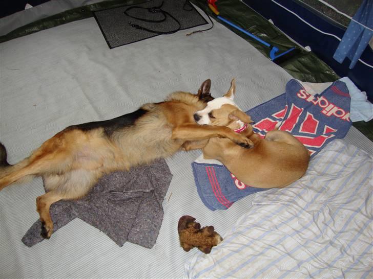 Amerikansk bulldog Cocoe billede 18