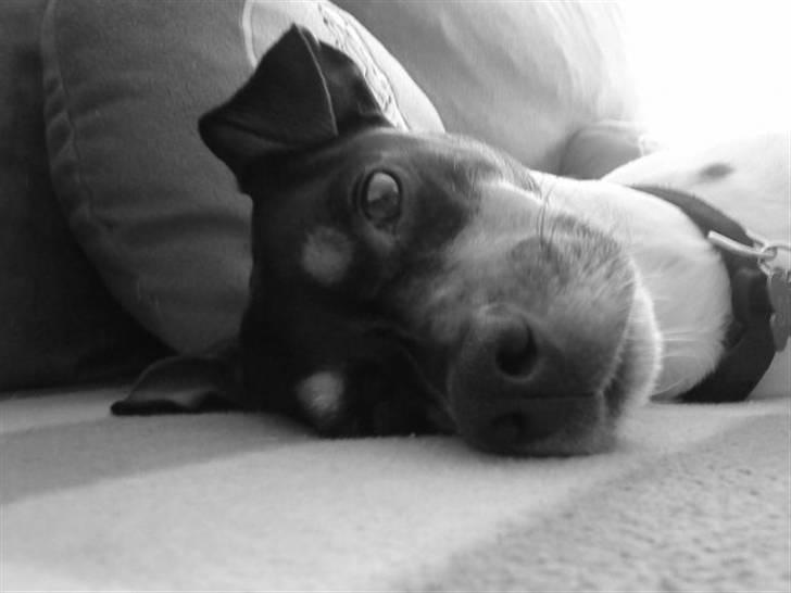 Dansk svensk gaardhund Dick billede 7