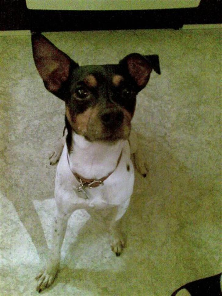 Dansk svensk gaardhund Dick billede 8