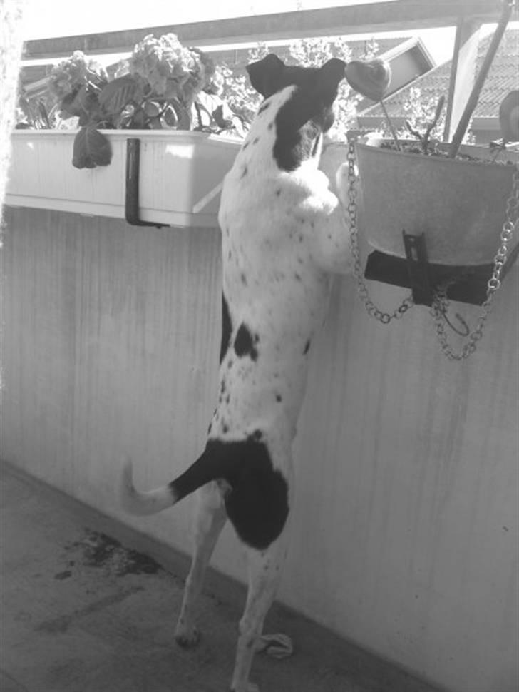 Dansk svensk gaardhund Dick billede 9