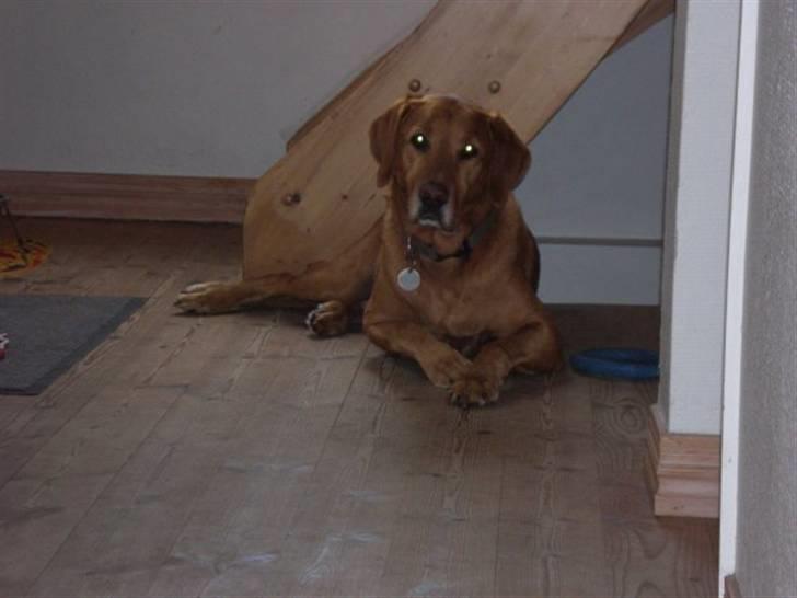 Blanding af racer Max billede 18