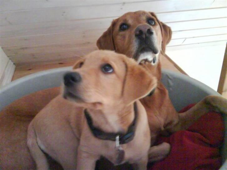 Blanding af racer Max billede 20