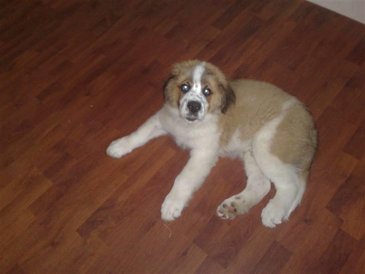 Sankt bernhardshund Rico billede 1