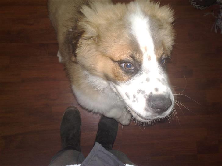 Sankt bernhardshund Rico billede 2