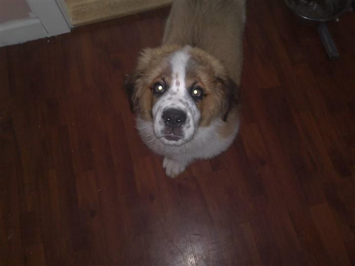 Sankt bernhardshund Rico billede 3