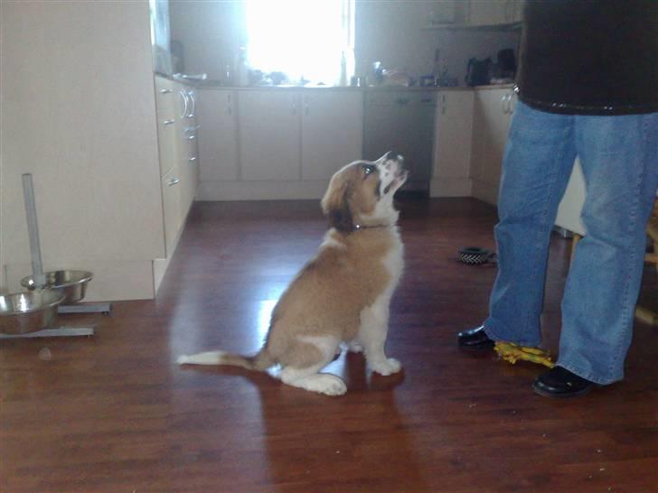 Sankt bernhardshund Rico billede 4