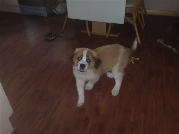 Sankt bernhardshund Rico billede 5