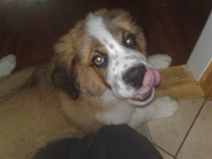 Sankt bernhardshund Rico billede 6