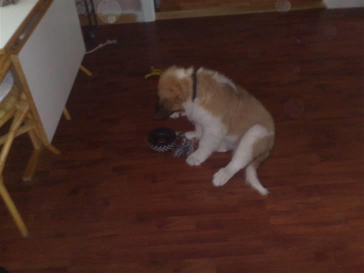 Sankt bernhardshund Rico billede 7