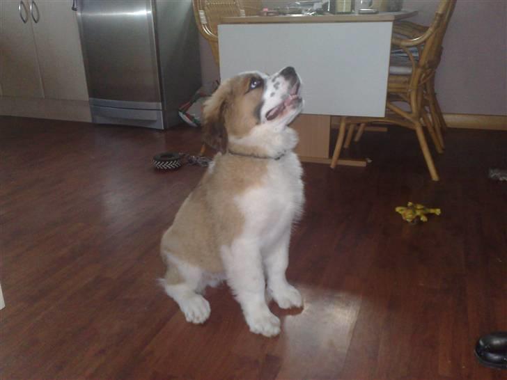 Sankt bernhardshund Rico billede 8