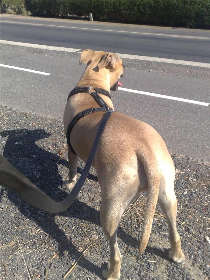 Amerikansk staffordshire terrier SOLLy billede 15