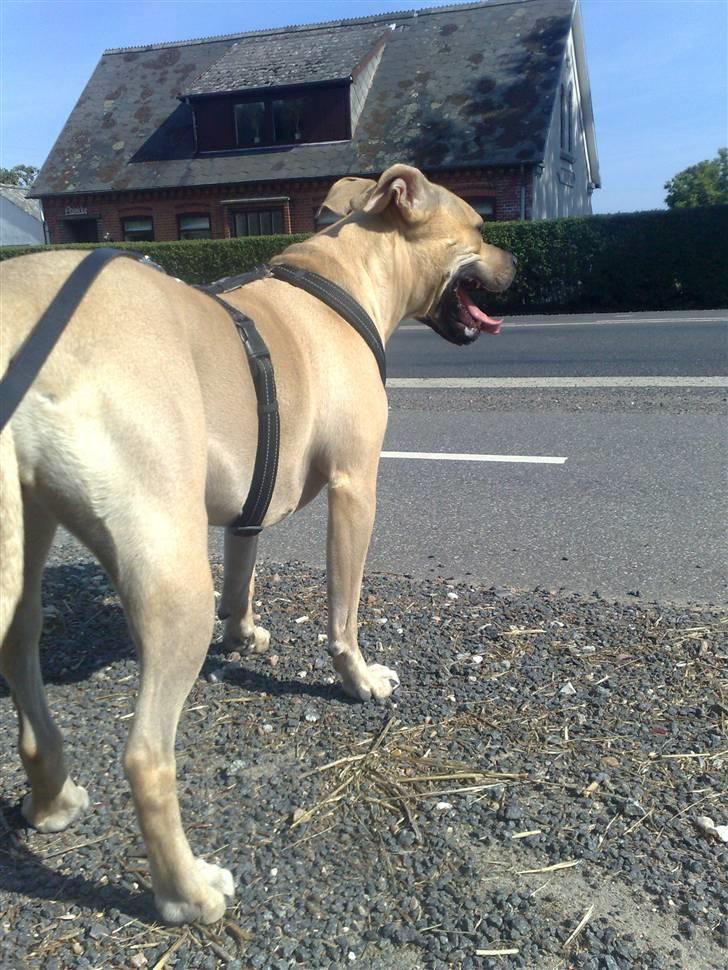 Amerikansk staffordshire terrier SOLLy billede 16