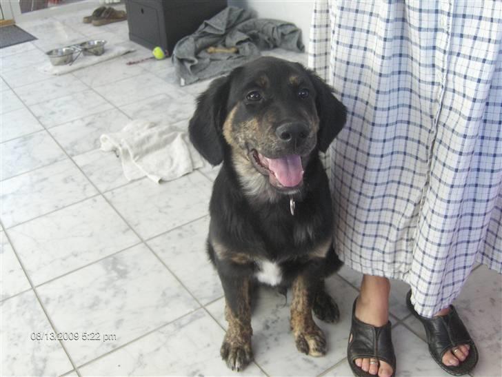 Blanding af racer Chowder billede 1