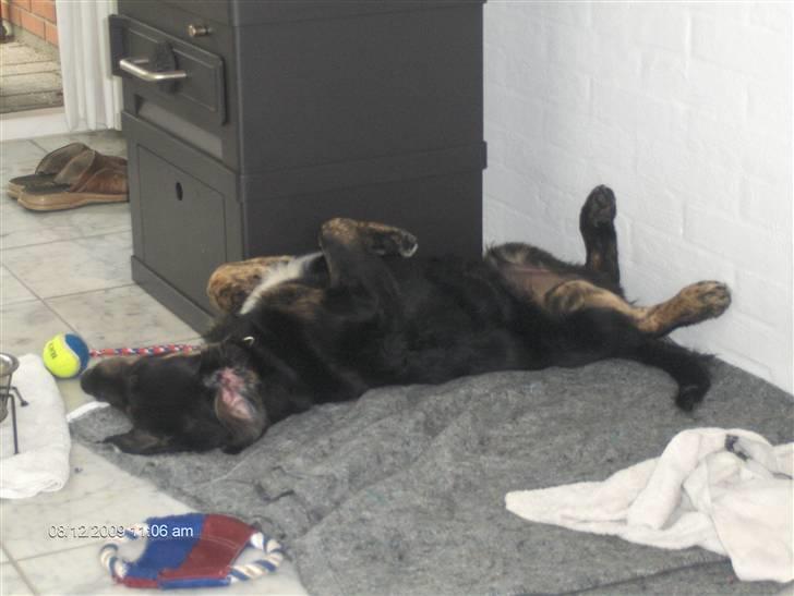 Blanding af racer Chowder billede 2