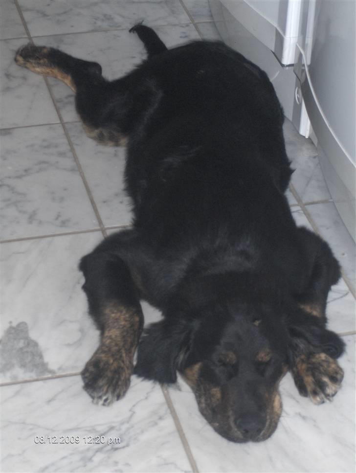 Blanding af racer Chowder billede 3