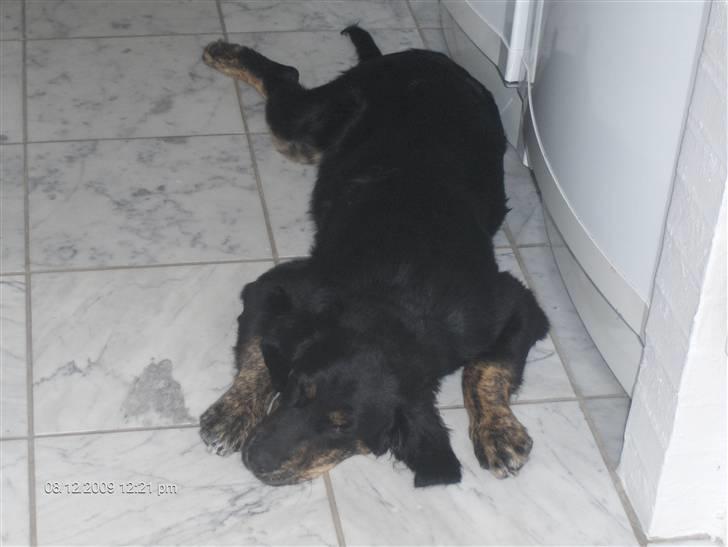 Blanding af racer Chowder billede 4