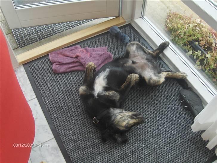 Blanding af racer Chowder billede 5