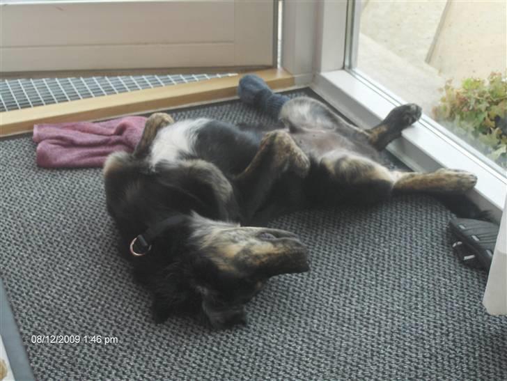 Blanding af racer Chowder billede 6