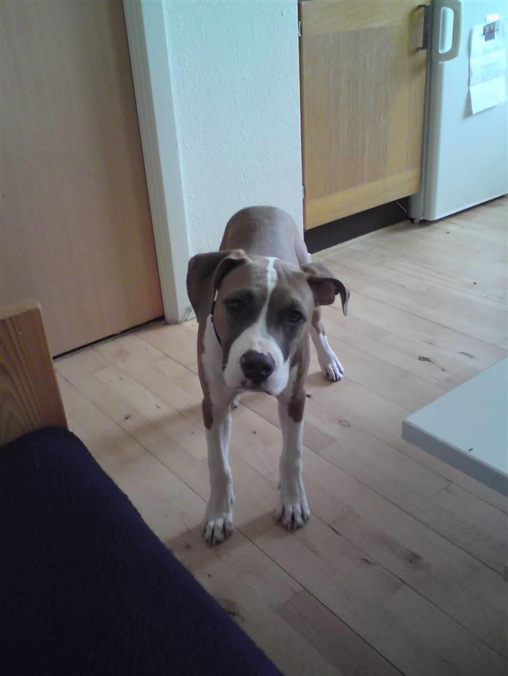 Amerikansk staffordshire terrier Bastian  solgt =( billede 13