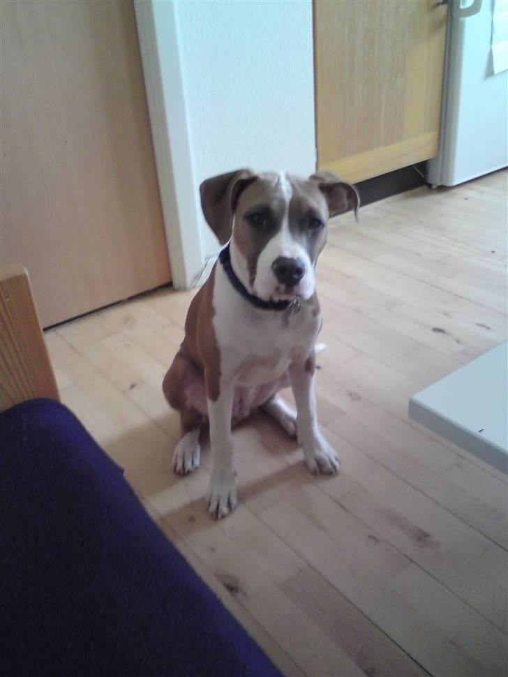 Amerikansk staffordshire terrier Bastian  solgt =( billede 14