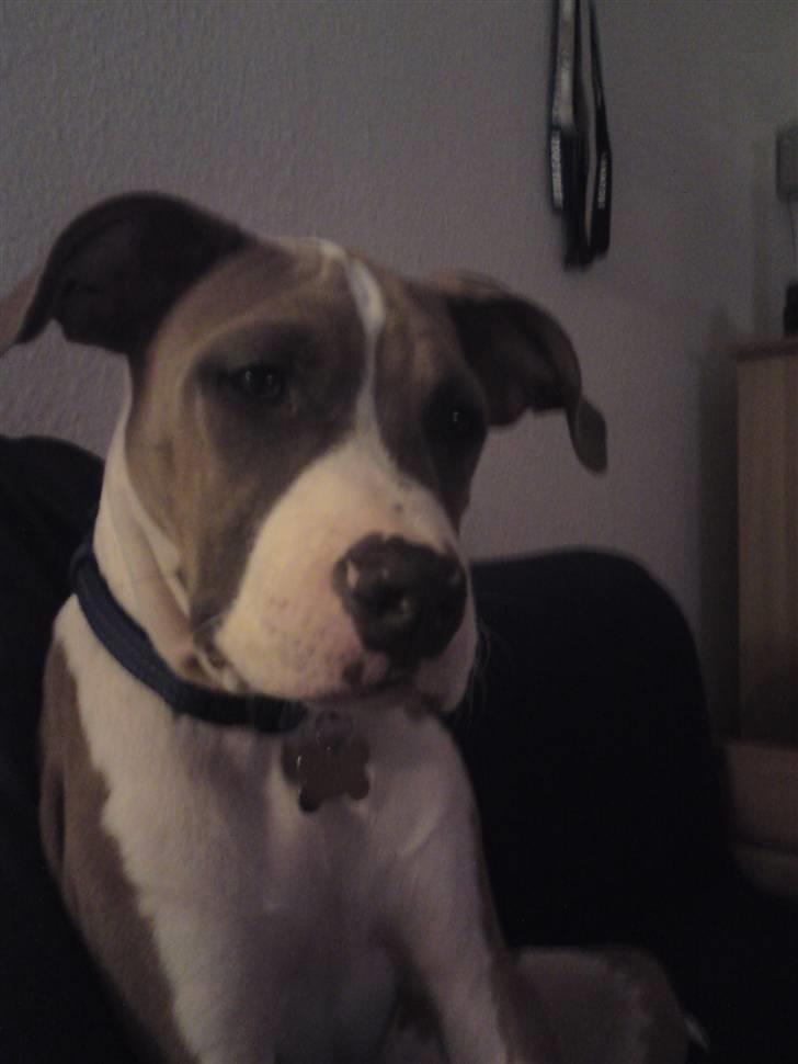 Amerikansk staffordshire terrier Bastian  solgt =( billede 15