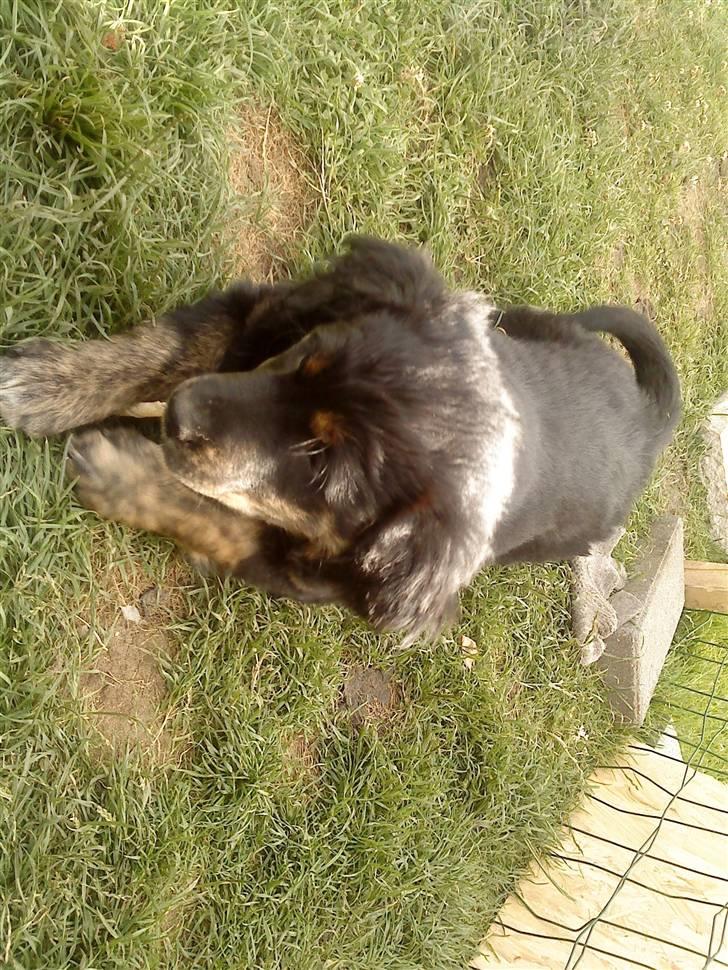 Blanding af racer Chowder billede 7