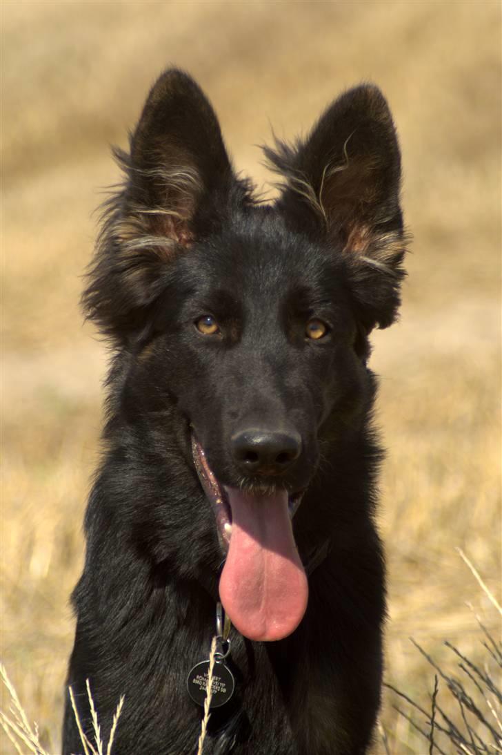 Schæferhund Creuf - 6Md billede 1