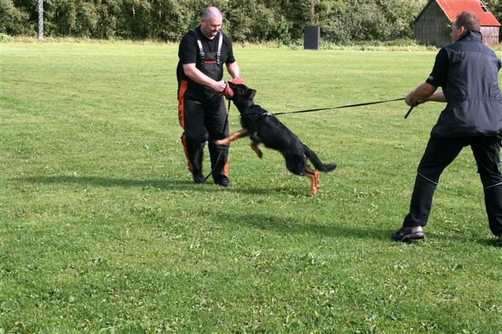 Schæferhund Creuf - Første bid. billede 2