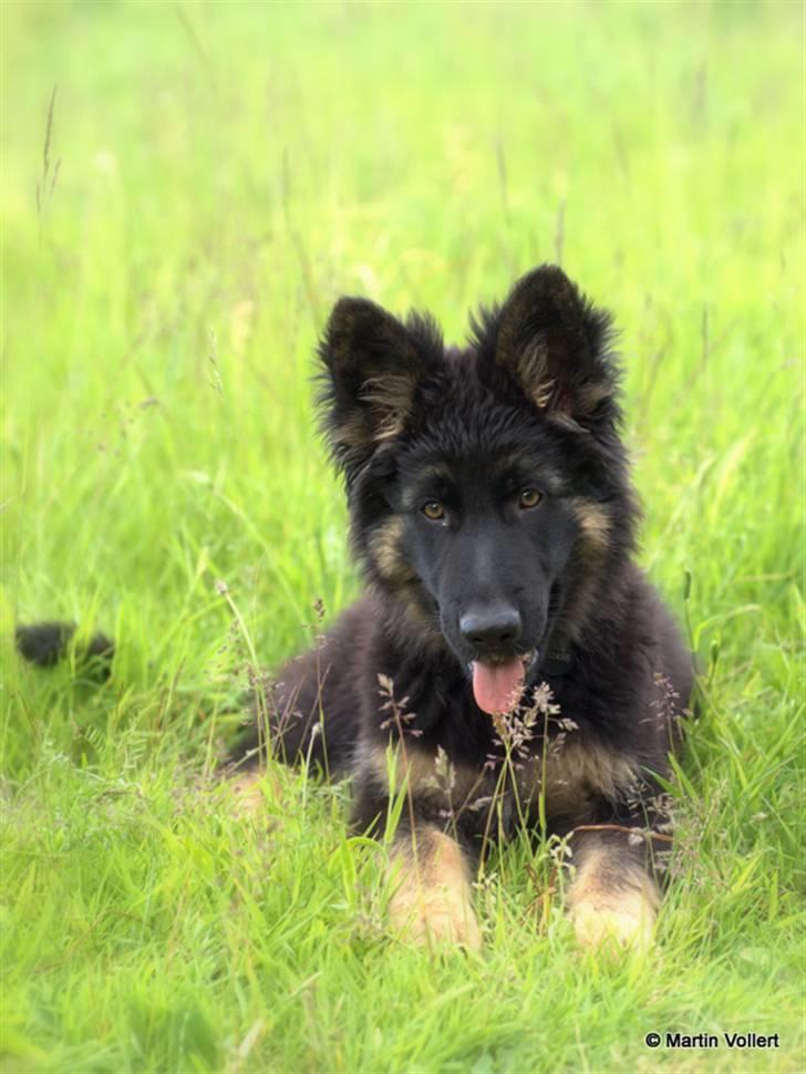 Schæferhund Creuf - Bare en sød lille dreng. billede 3