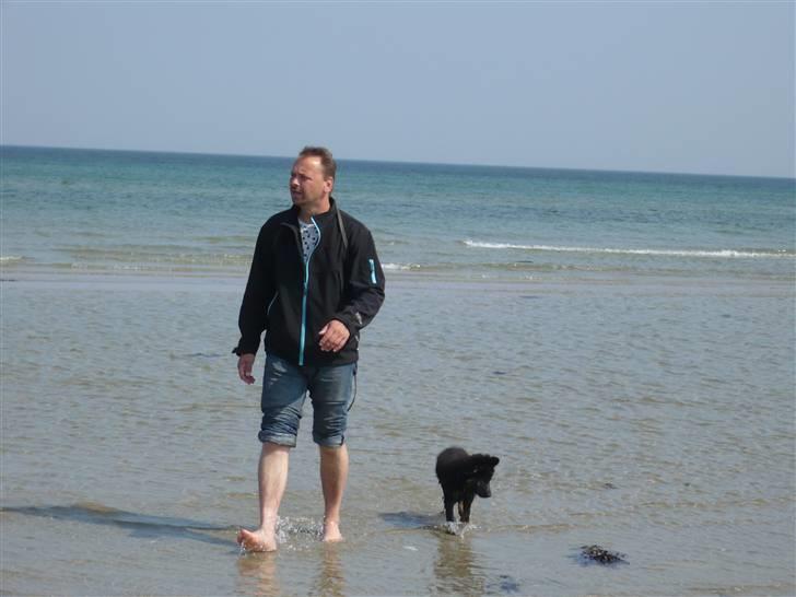 Schæferhund Creuf - Ved stranden for første gang. billede 4