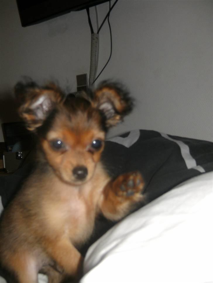 Russisk toy terrier CoCo billede 3