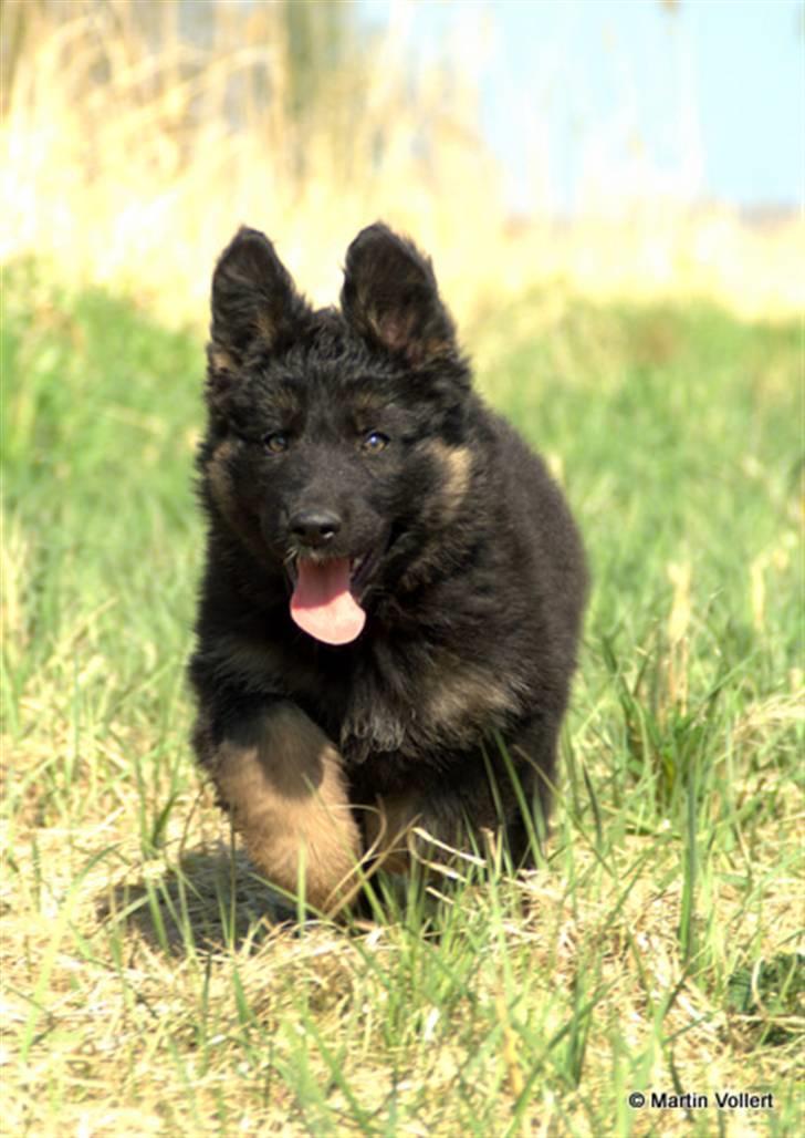 Schæferhund Creuf - 8 uger og 2 dage :-) billede 6