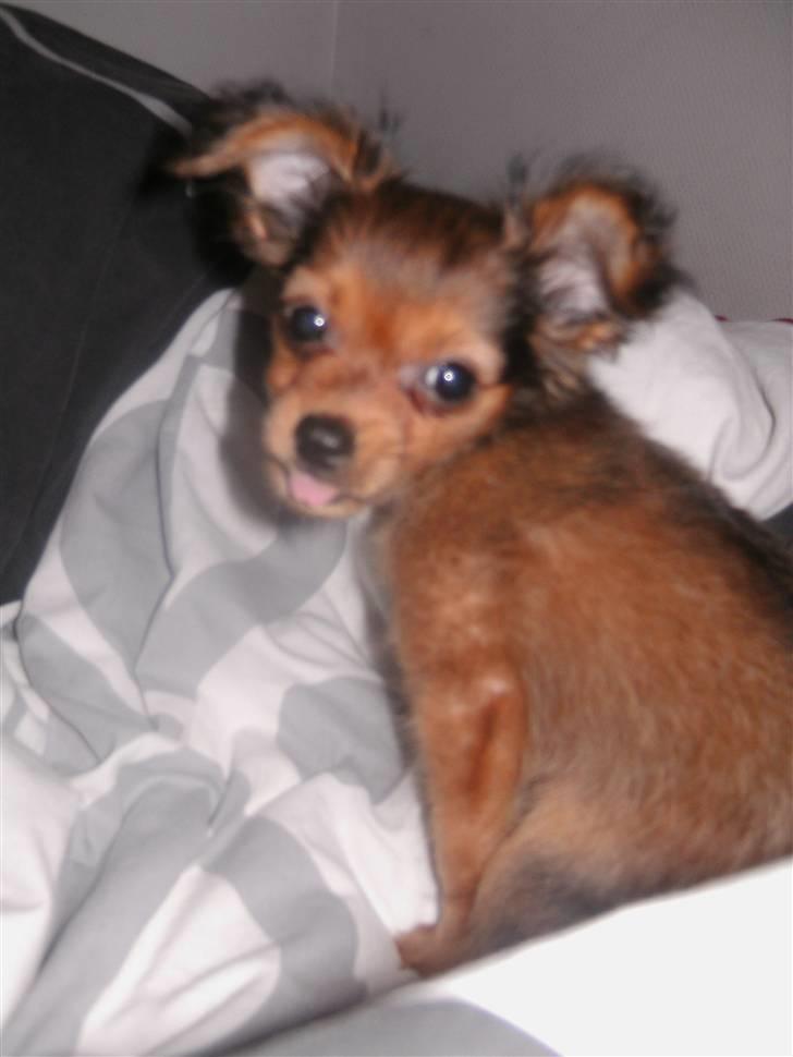 Russisk toy terrier CoCo billede 4