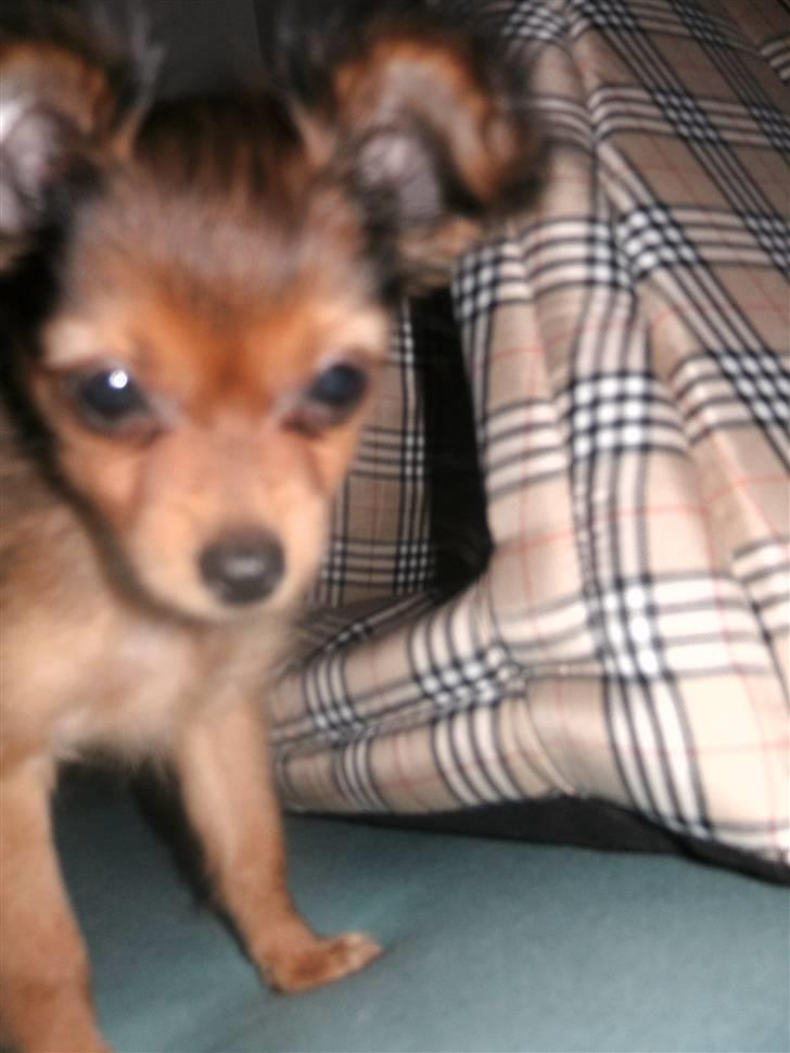 Russisk toy terrier CoCo billede 5