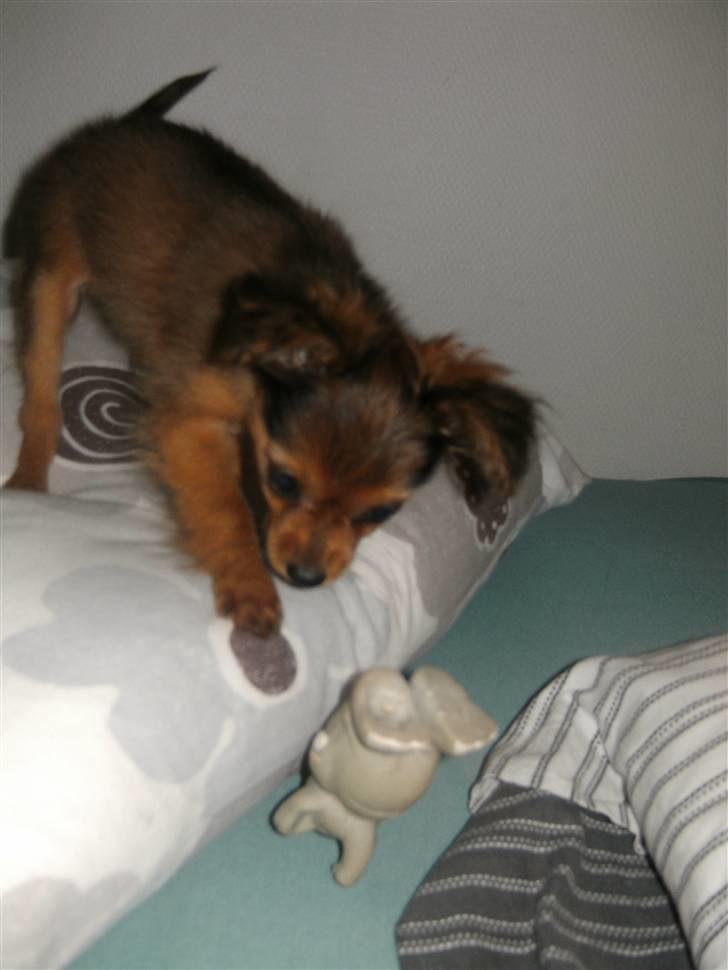 Russisk toy terrier CoCo billede 6