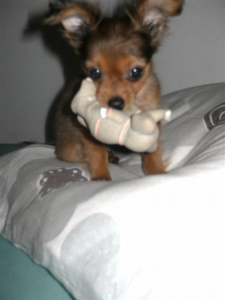 Russisk toy terrier CoCo billede 7
