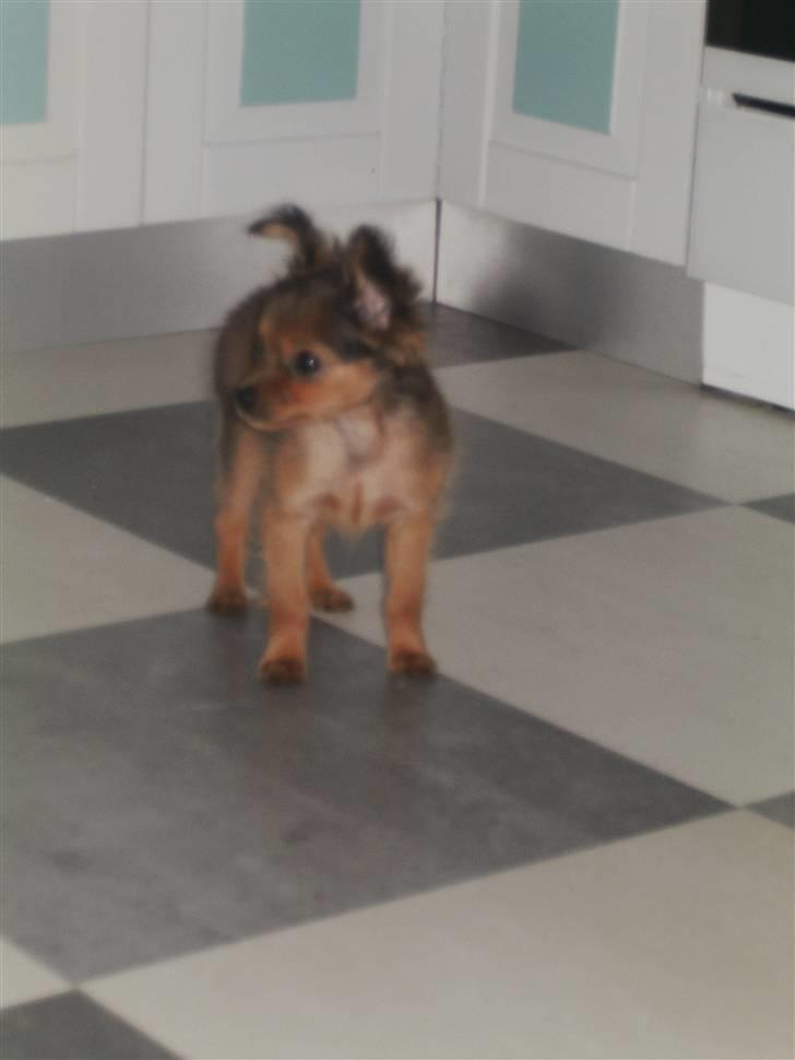 Russisk toy terrier CoCo billede 8