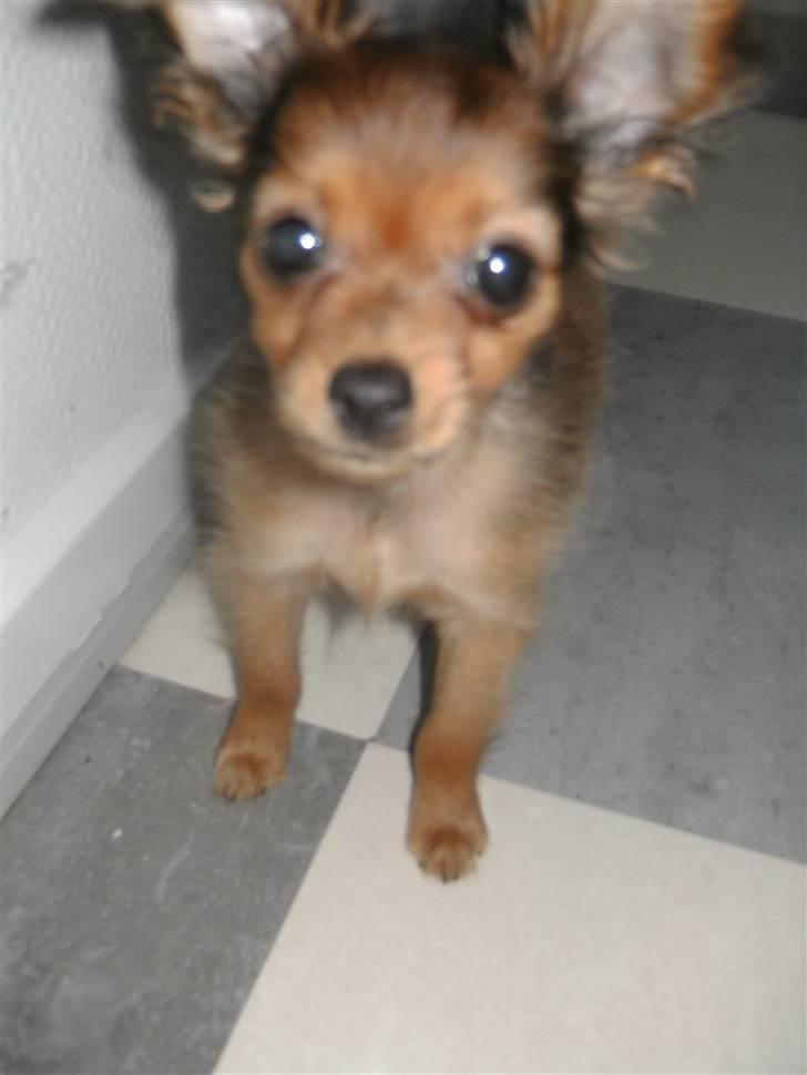 Russisk toy terrier CoCo billede 9