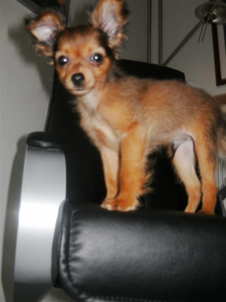 Russisk toy terrier CoCo billede 10