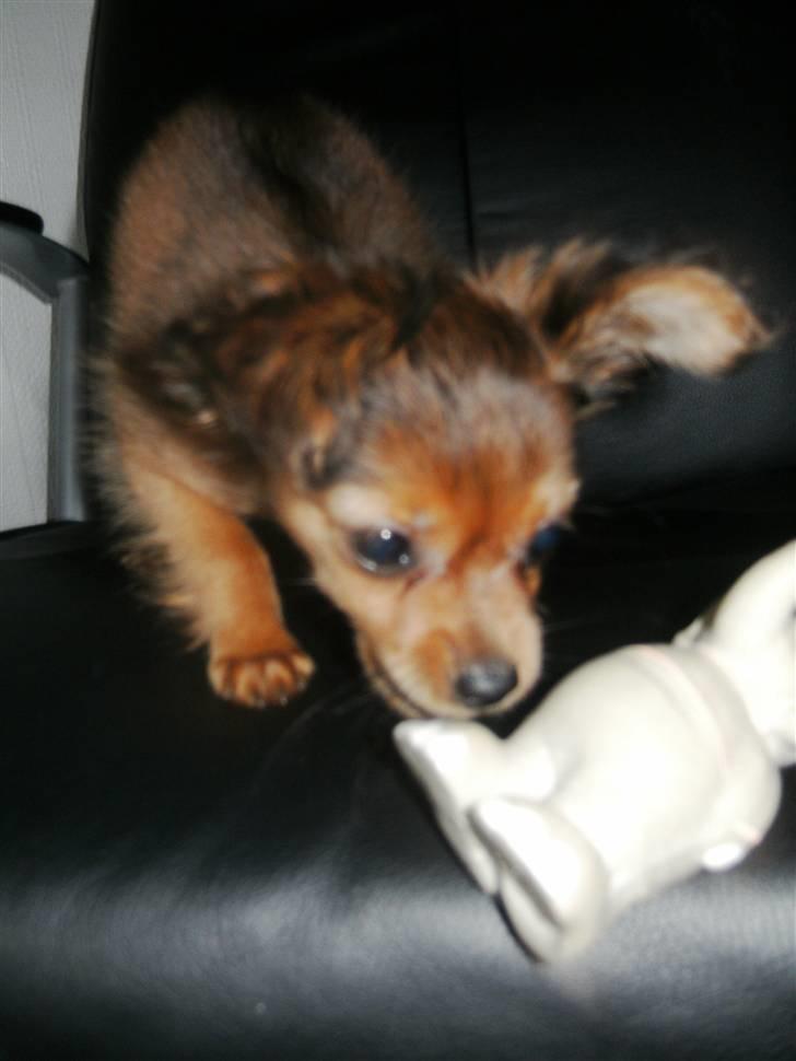 Russisk toy terrier CoCo billede 11