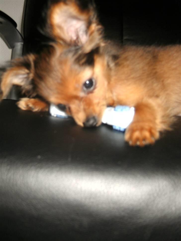 Russisk toy terrier CoCo billede 12